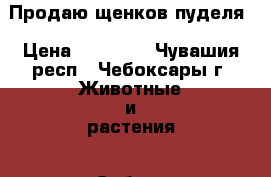 Продаю щенков пуделя › Цена ­ 12 000 - Чувашия респ., Чебоксары г. Животные и растения » Собаки   